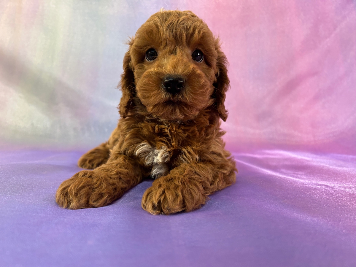 Male Miniature Schnoodle Puppy for Sale DOB 1-15-2026 $950
